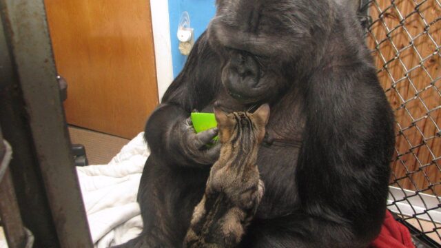 В Калифорнии умерла горилла Коко, которая освоила язык жестов