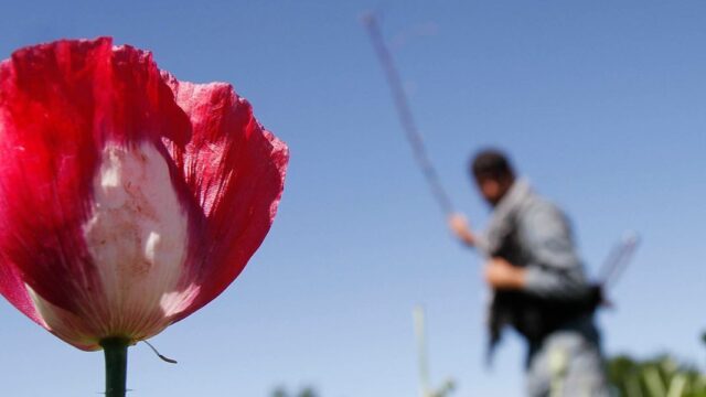 Талибы* запретили выращивать опийный мак в Афганистане