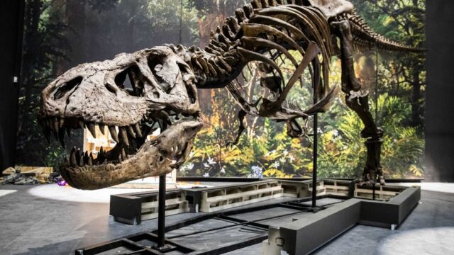 В Канаде нашли останки нового рода тираннозавров
