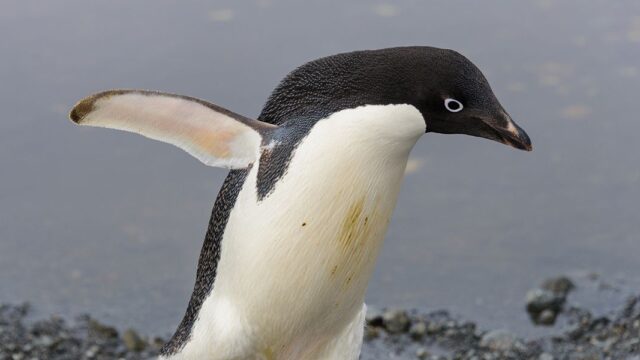 В Новой Зеландии поймали пингвина, который приплыл из Антарктиды