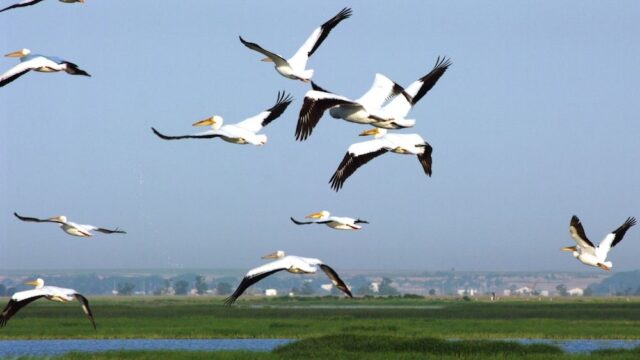 В Израиле накормят перелетных пеликанов, чтобы защитить от них местных рыбоводов