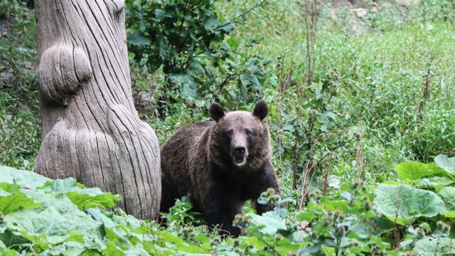 В Японии резко выросло число нападений медведей на людей