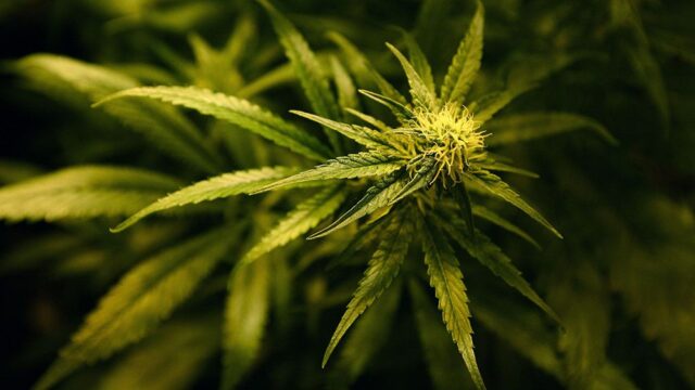 Трое британцев сели в тюрьму за выращивание марихуаны в бомбоубежище