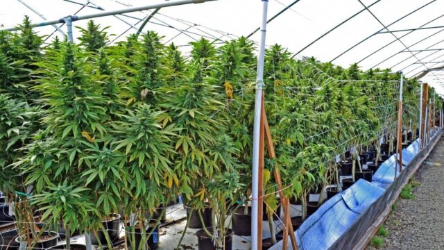 В Калифорнии представители местных органов власти подали коллективный иск против правила, которое разрешает доставку марихуаны на дом