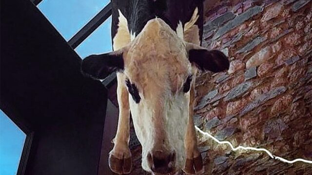 В Австралии владельцев ресторана раскритиковали за чучело коровы. Его подвесили под потолком