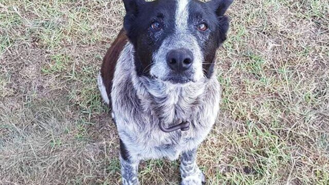 В Австралии 17-летний пес, который помог потерявшемуся ребенку, стал почетной полицейской собакой