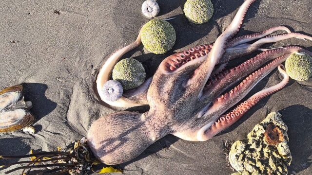 У пляжа на Камчатке помутнела вода, на берег выбросило сотни мертвых рыб и животных. Рассказываем об экологической катастрофе