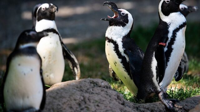Ученые нашли в брачном зове пингвинов сходство с человеческой речью