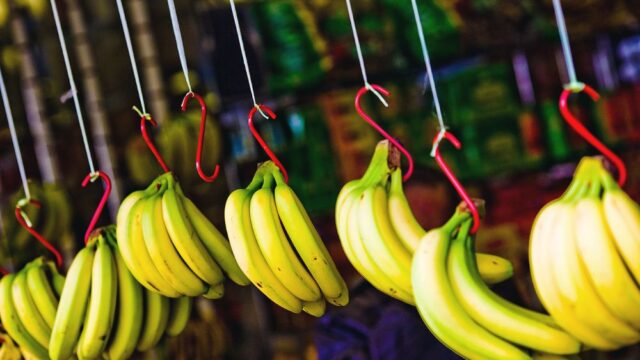 В Нидерландах впервые вырастили бананы, не используя почву