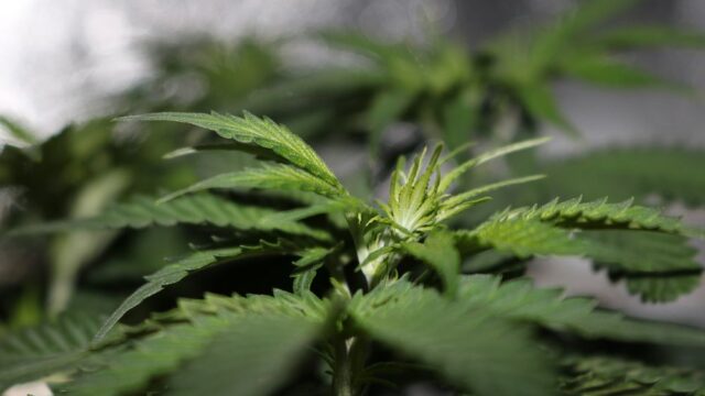 В Греции выдали первые лицензии на производство медицинской марихуаны