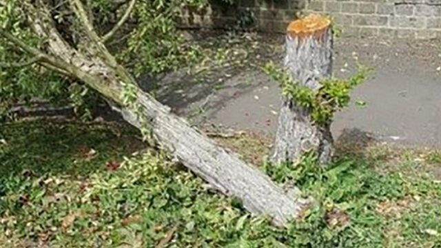 В Англии ищут «дровосека-призрака» — он по ночам вырубает десятками деревья