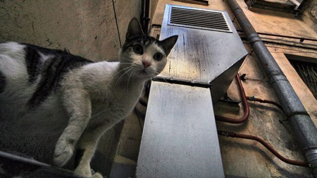 Подвалы российских многоэтажек откроют для кошек‍