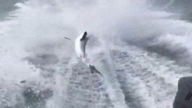 Во Флориде начали расследовать видео издевательства над акулой