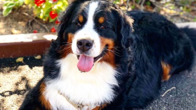 Американский клуб собаководов выдал миллионный «сертификат законопослушного пса»