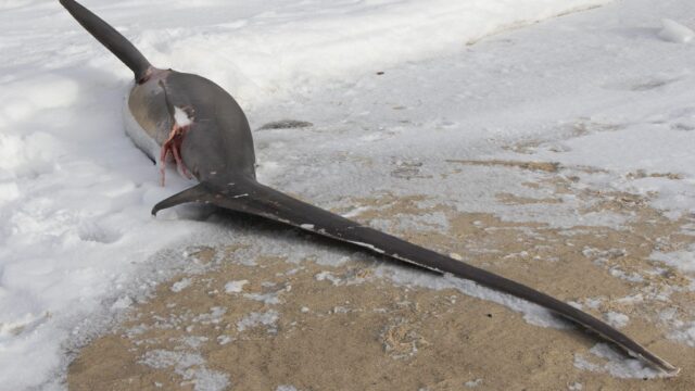 В Массачусетсе на берегу нашли погибших от холода акул