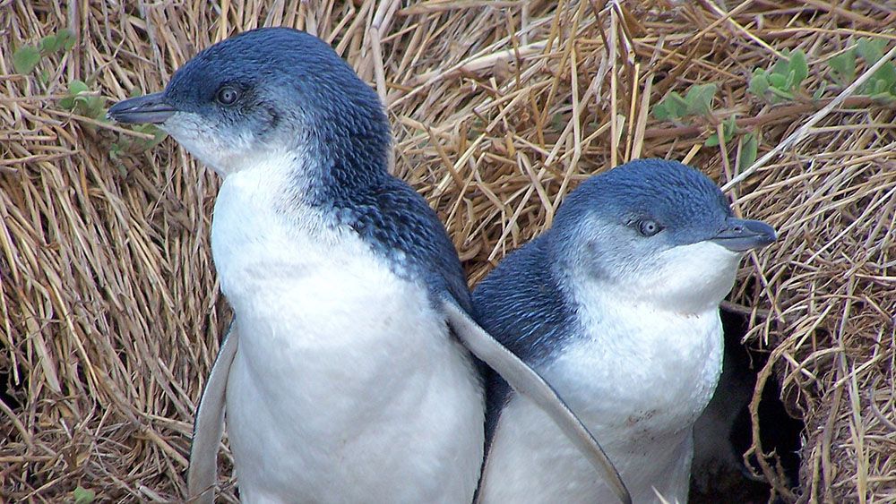 Власти Новой Зеландии заявили о похищении пингвинов из их норы