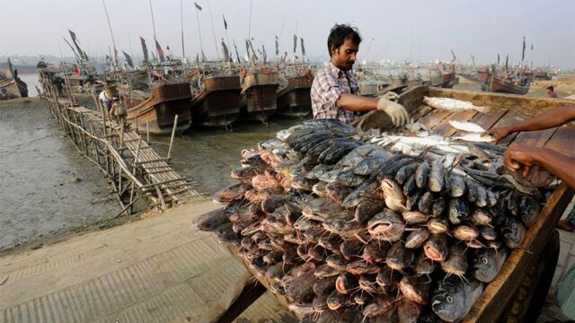 Власти Бангладеш на два месяца запретили рыбачить, чтобы восстановить популяцию рыбы в море