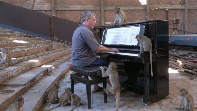 Британец сыграл в Таиланде концерт на пианино для диких макак. Чтобы поддержать их в непростые времена