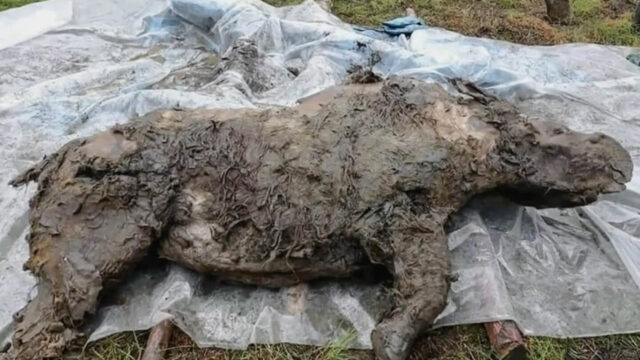 В Якутии нашли древнего шерстистого носорога в «уникальной» сохранности