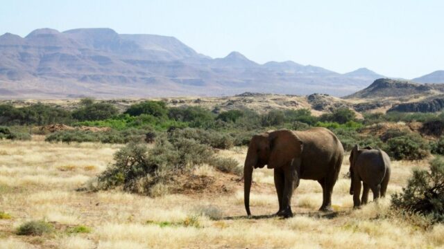 Намибия выставила на продажу 200 диких слонов из-за растущей популяции и засухи