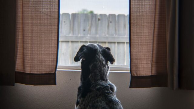 Spotify запустил подкасты для собак, скучающих дома без хозяев. Британские актеры успокаивают животных и говорят им комплименты