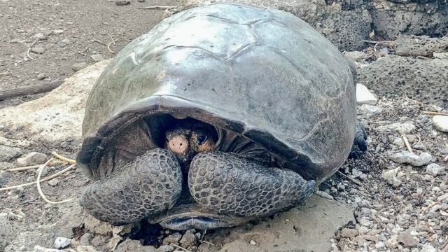 На Галапагосских островах нашли вид гигантской черепахи, который считали вымершим больше ста лет