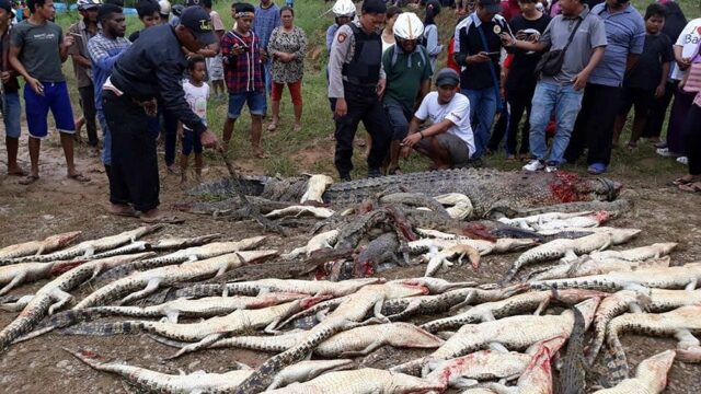 В Индонезии толпа из мести убила почти 300 крокодилов
