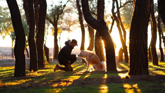 В Тегеране запретили выгуливать собак в общественных местах