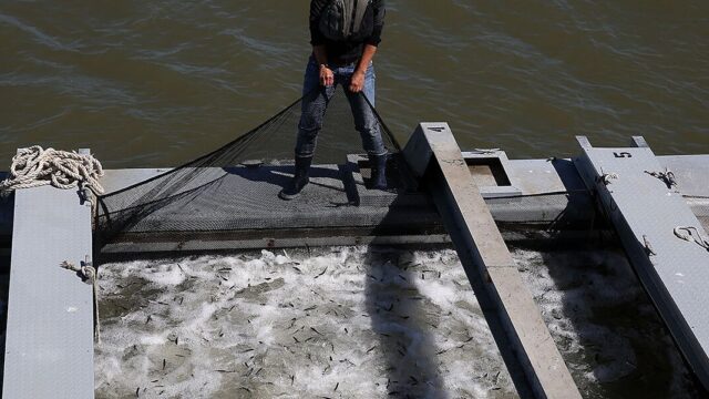Исследование: разведение лосося нанесло ущерб мировой экономике в $47 млрд