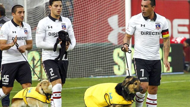 Футболисты из Чили вышли на поле с собаками из приюта