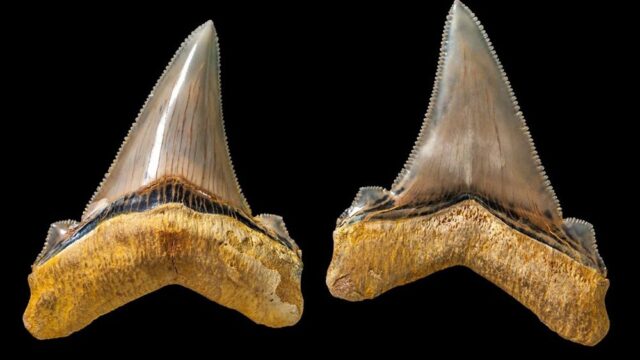 На пляже в Австралии нашли зубы гигантской акулы, которая жила больше 20 млн лет назад