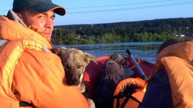 «Над водой торчал только нос»: как волонтеры и кинологи спасали животных в затопленном Тулуне