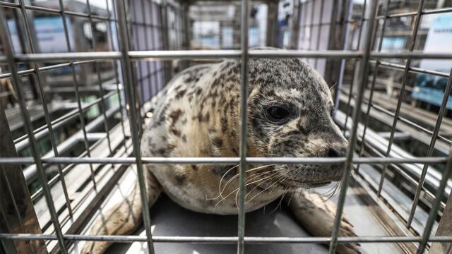 В Китае выпустили на волю десятки щенков тюленей, которых отобрали у браконьеров
