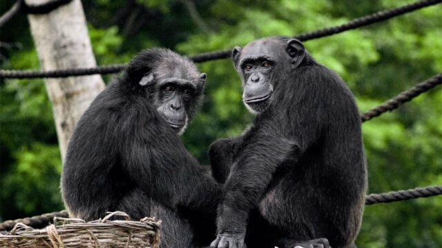 Чем язык шимпанзе похож на человеческий