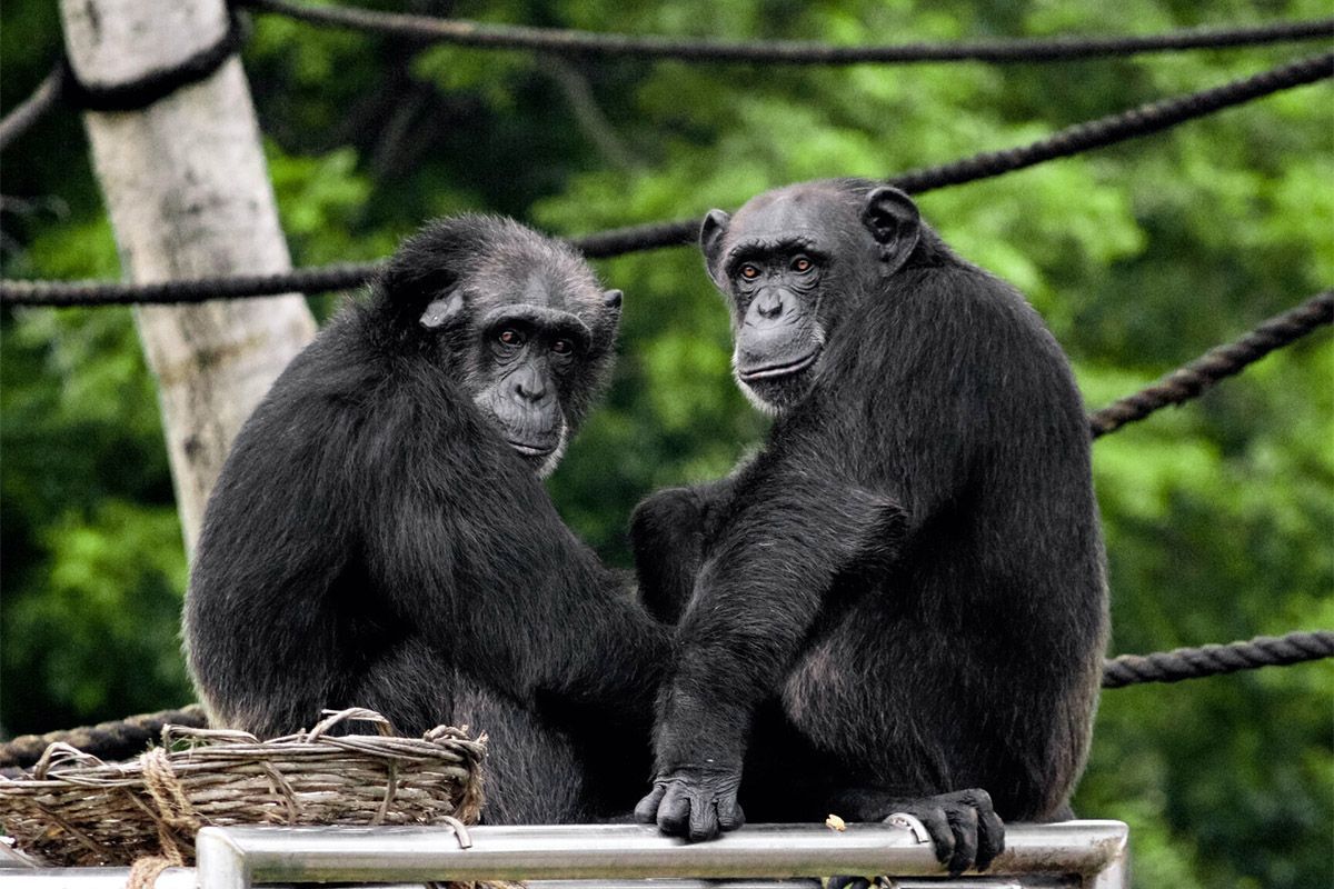 Чем язык шимпанзе похож на человеческий