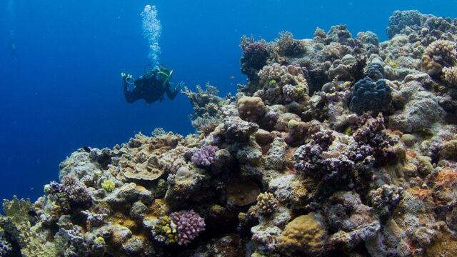 Большой барьерный риф начали спасать от выцветания трансплантацией кораллов