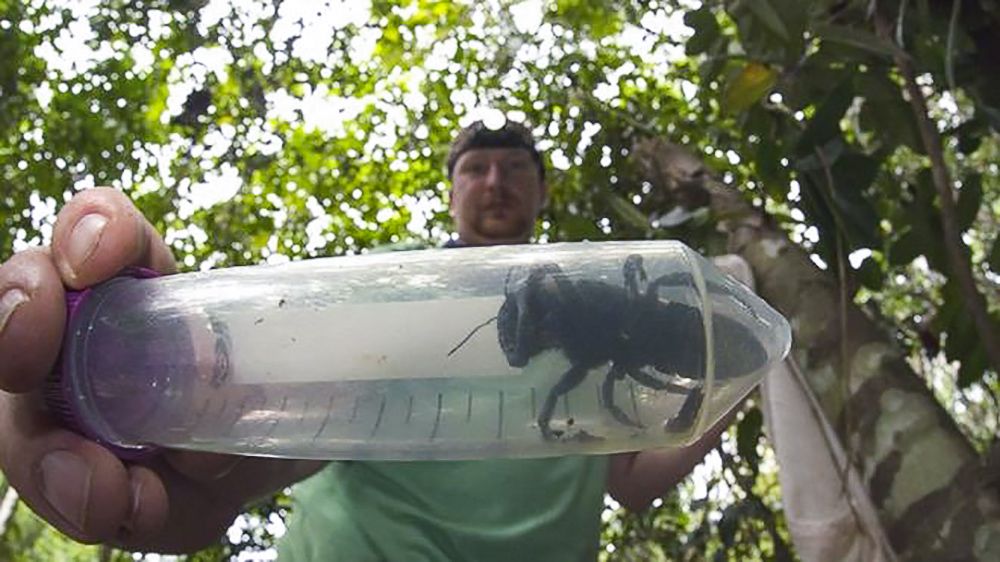 Ученые подтвердили, что вид самых больших в мире пчел еще жив