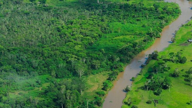Бразилия начала расследование продажи лесов Амазонии на Facebook