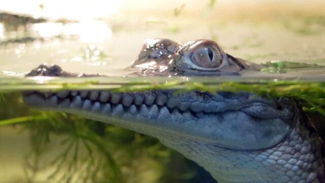 Суд запретил посетителям немецкого зоопарка купаться с крокодилами