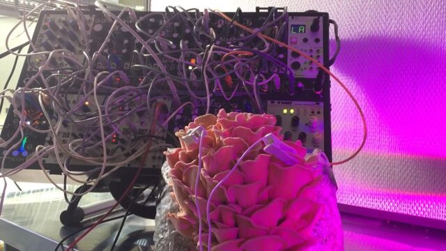 Поющие грибы: как тиктокер заставил вешенки играть на синтезаторе