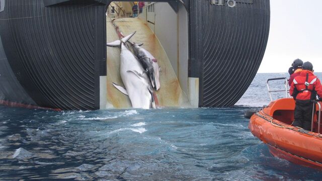 Традиции против экологии: почему Япония возвращается к китобойному промыслу