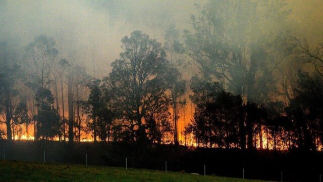 Ученые: лесные пожары в Австралии уничтожили больше 100 видов растений