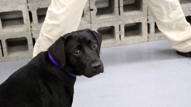 ЦРУ пришлось «уволить» собаку, которая отказалась искать взрывчатку