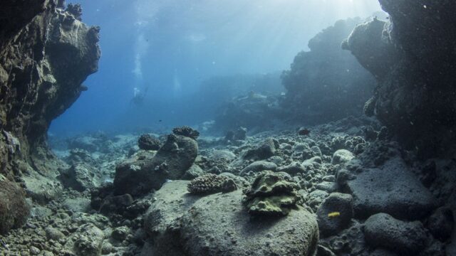 Власти Гавайев запретили солнцезащитные кремы, которые вредят кораллам