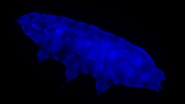 Ученые нашли животных, способных выдержать смертельные дозы ультрафиолетового облучения