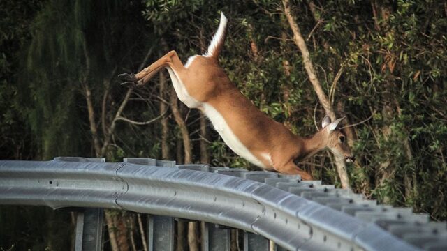 В Японии протестировали сигналы для поездов, которые отгоняют оленей собачьим лаем
