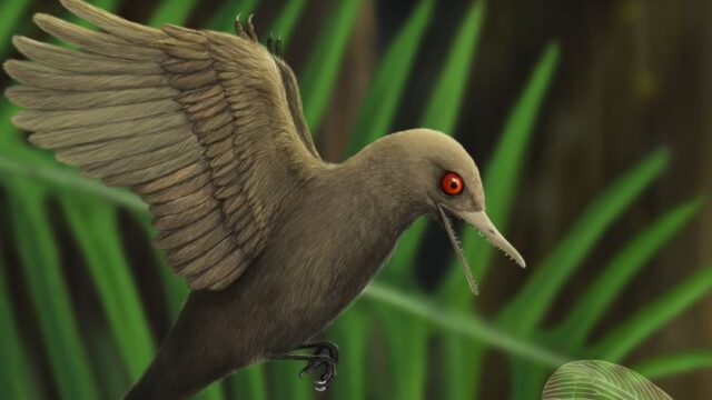 Ученые нашли самого маленького динозавра размером с колибри