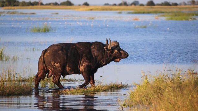 В Африке сотни буйволов утонули, спасаясь от львов