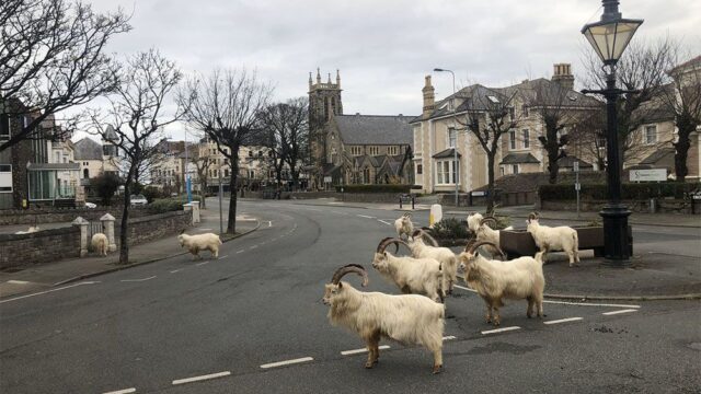 Карантином в небольшом английском городе воспользовались козлы (в смысле, животные). Они вольготно ходят по улицам и жуют ограды