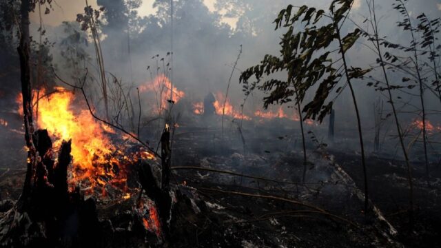 Глава Apple заявил, что компания пожертвует средства на преодоление последствий пожаров в Амазонии